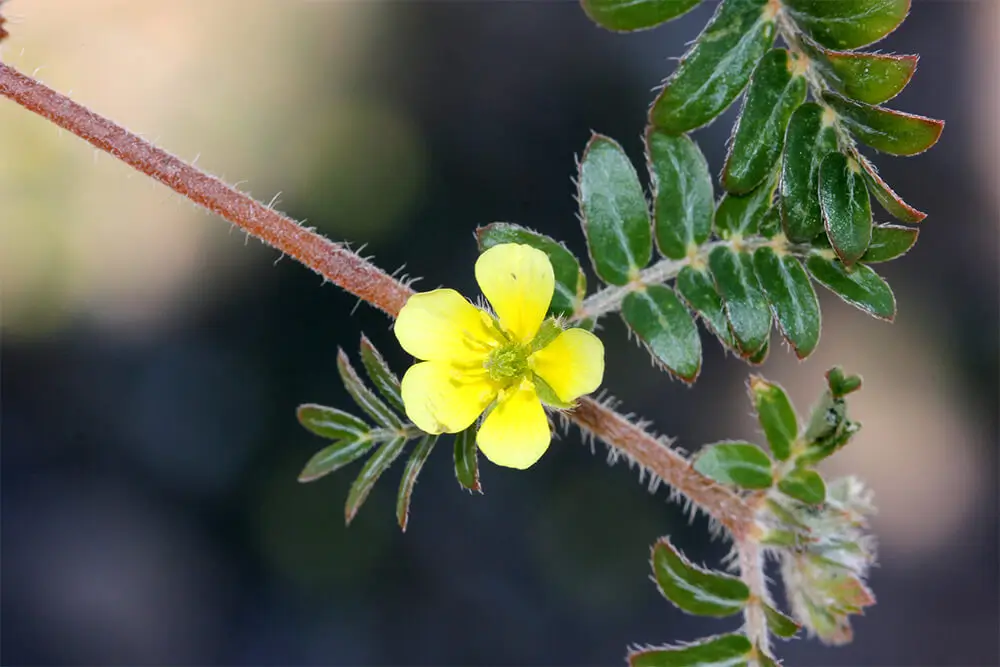 Tribulus-Terrestris-Prirodni-saveznik-sportista
